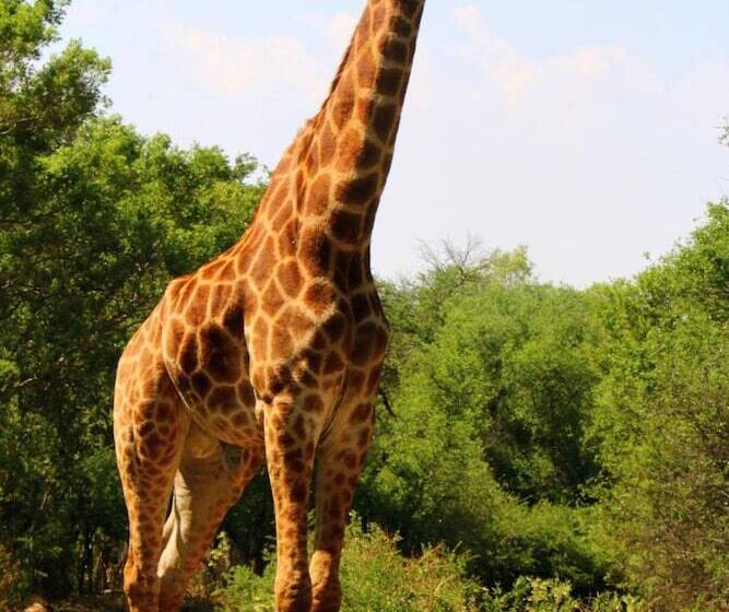 ホテル Ouklip Game Lodge