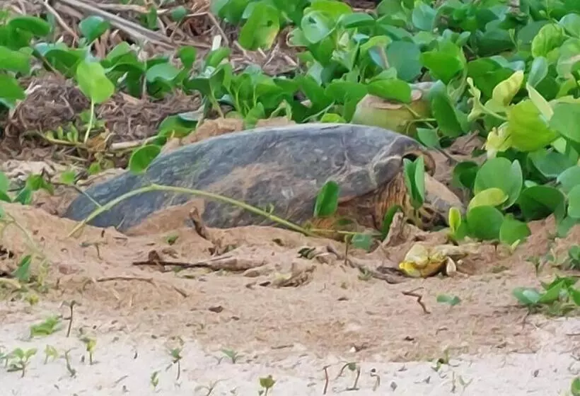 Shanaz Beachside Retreat