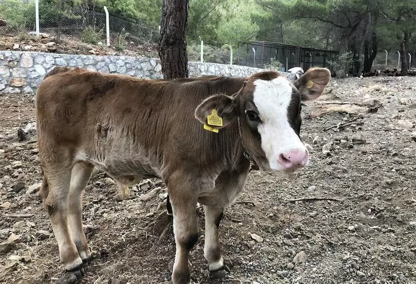 ホテル Durusu çi̇ftli̇kevleri̇