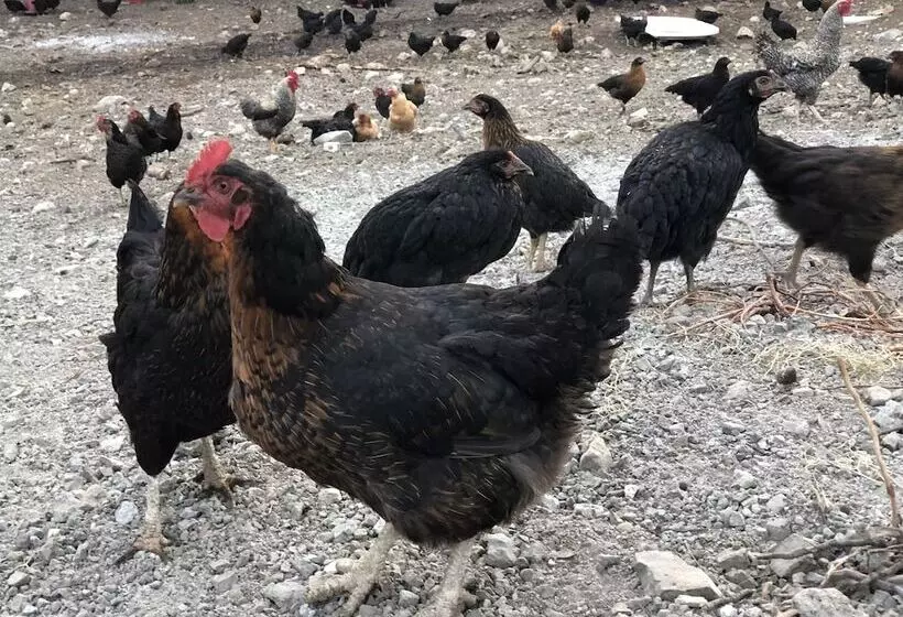 ホテル Durusu çi̇ftli̇kevleri̇
