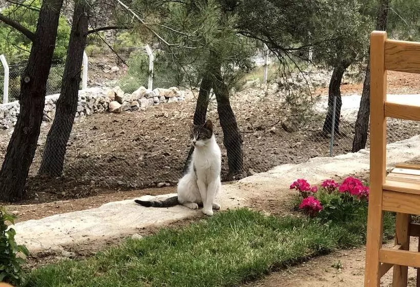 ホテル Durusu çi̇ftli̇kevleri̇