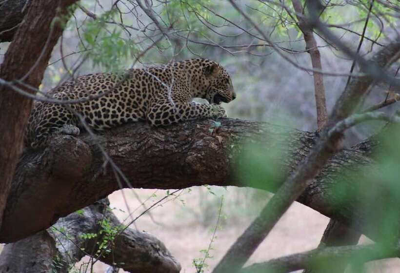 بنسيون Wadula Safari Yala