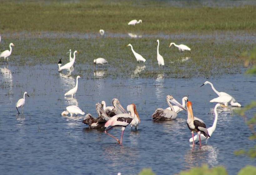 بنسيون Wadula Safari Yala