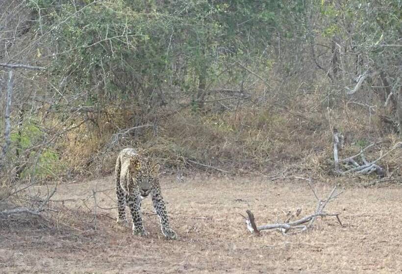 بنسيون Wadula Safari Yala