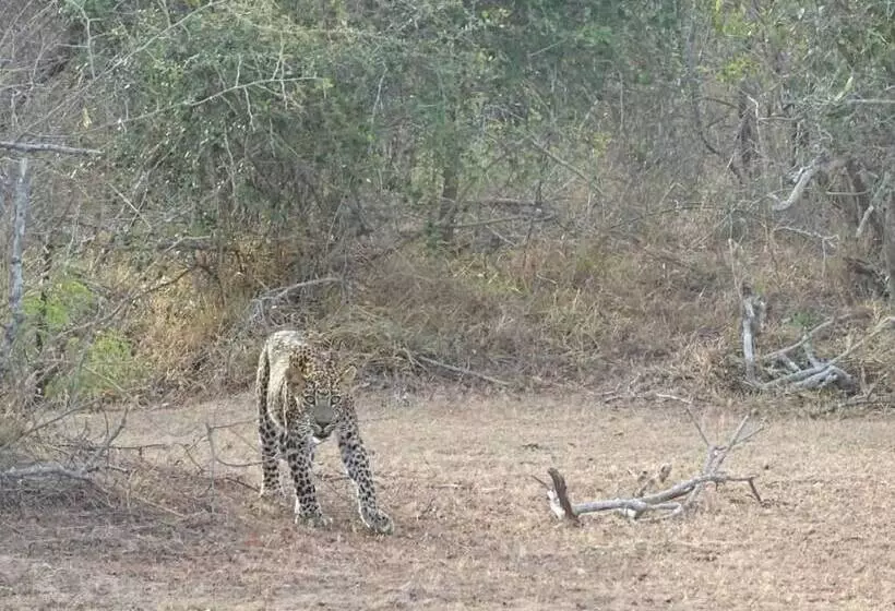 Majatalo Wadula Safari Yala