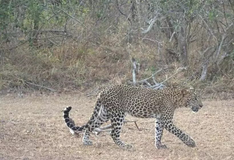 Majatalo Wadula Safari Yala