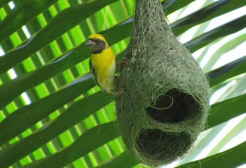 Majatalo Wadula Safari Yala