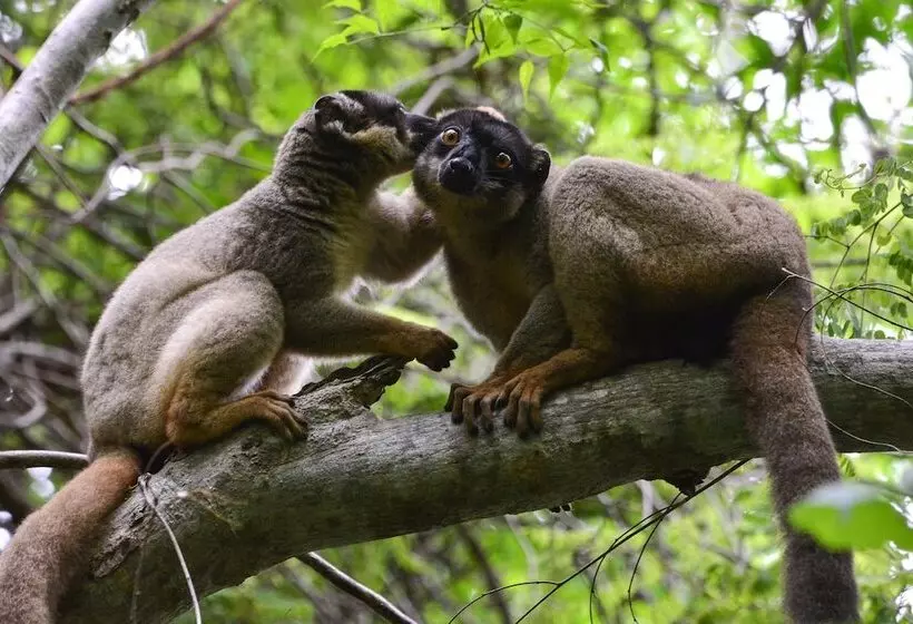 هتل Anjajavy Le Lodge   Relais&châteaux