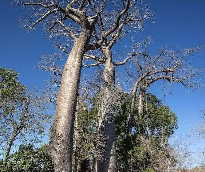 هتل Anjajavy Le Lodge   Relais&châteaux