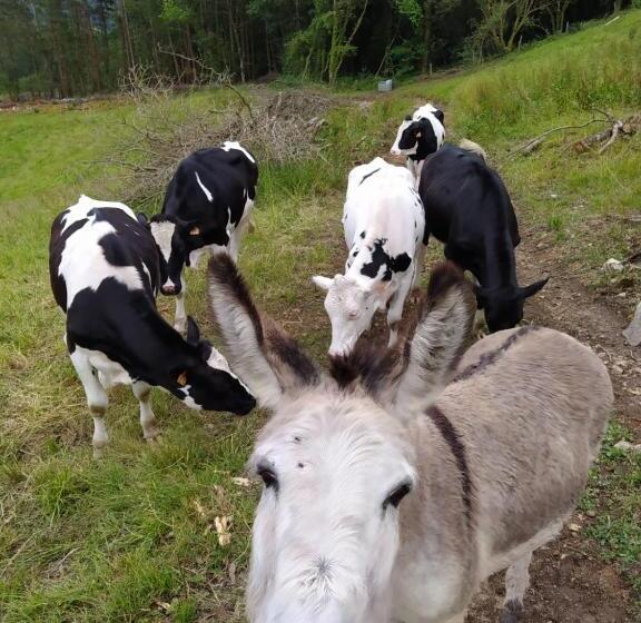 ユースホステル La Figal De Xugabolos, Salas