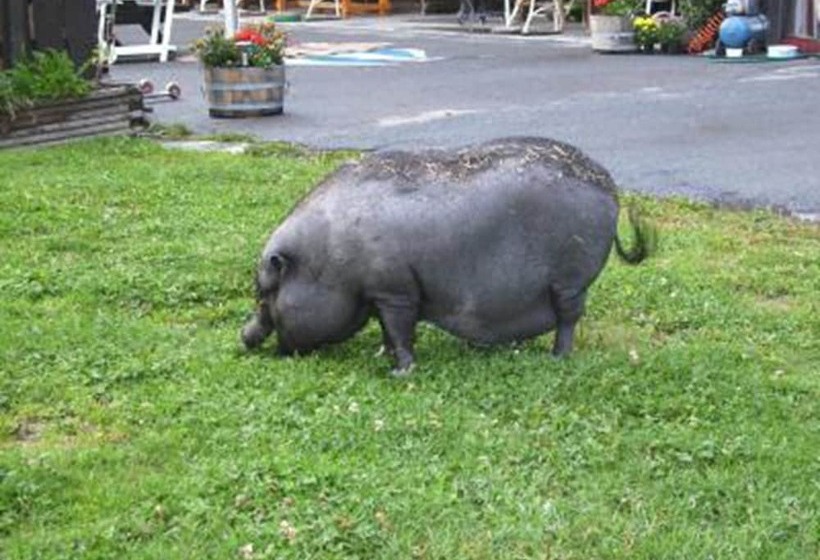 Alpengasthof Krische