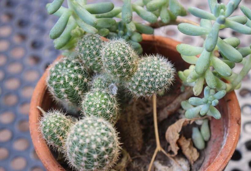 Entre Patios Hotel Boutique