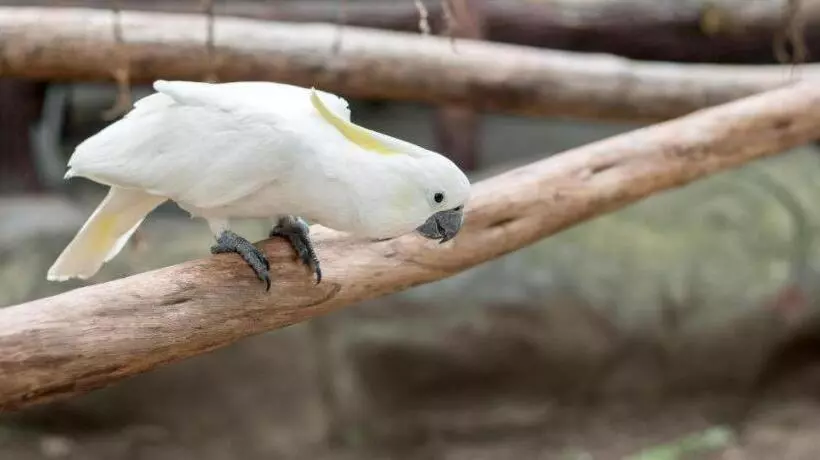 ホテル Dianne Gardens