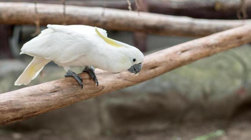 Отель Dianne Gardens