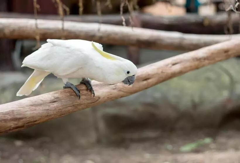 ホテル Dianne Gardens