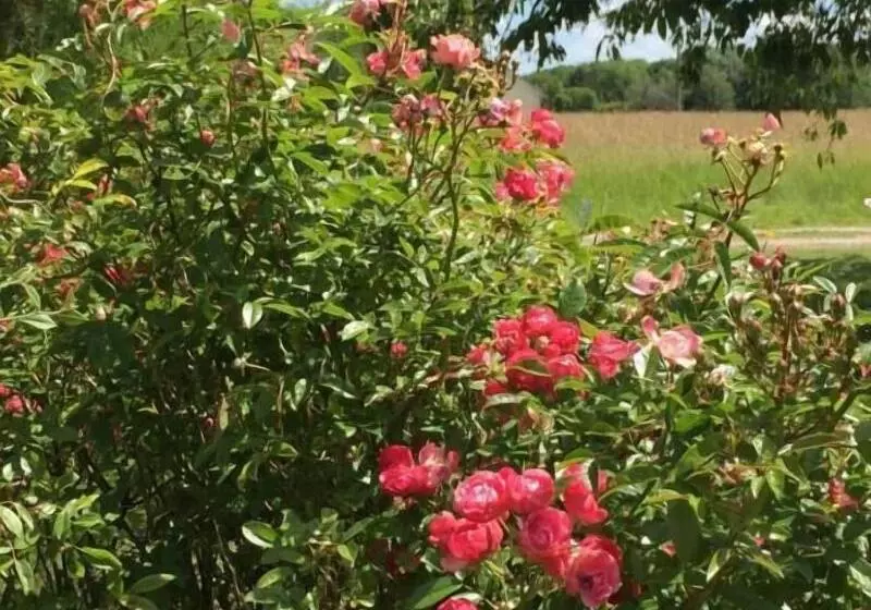 Aamiaismajoitus (B&B) Chambre D Hôtes Le Clos