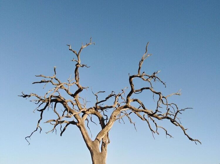 Hotel Buffalo Tented Lodge