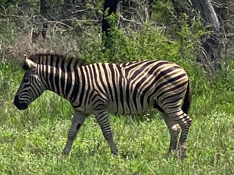 Hotel Buffalo Tented Lodge
