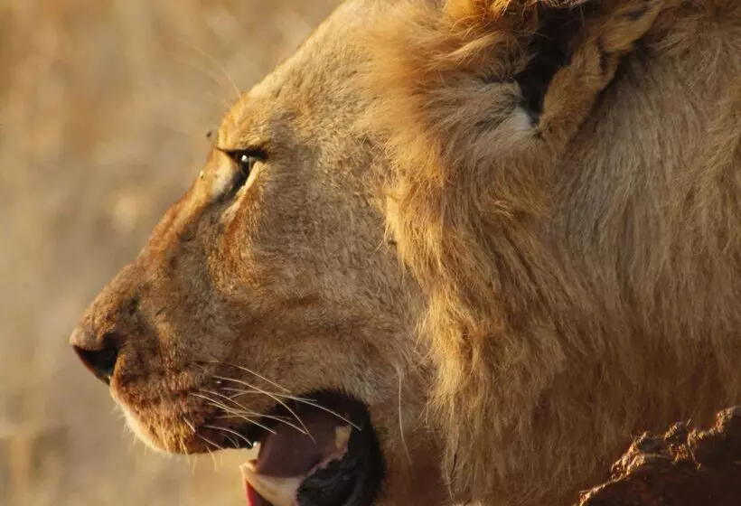 Hotelli Simbavati River Lodge