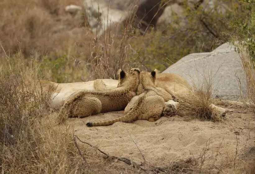 Hotelli Simbavati River Lodge