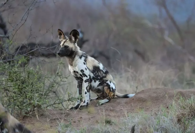Hotelli Simbavati River Lodge