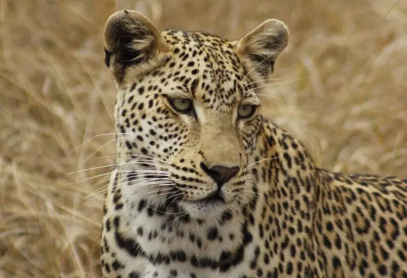 Hotelli Simbavati River Lodge