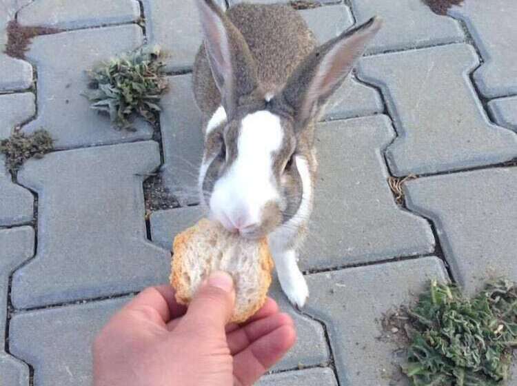 בית מלון כפרי Ona Keyf