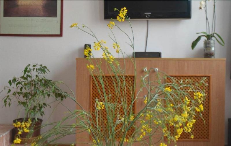 El Almendro Y La Montana