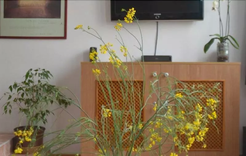 El Almendro Y La Montana