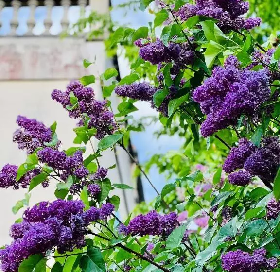 Aamiaismajoitus (B&B) Villa Talisman