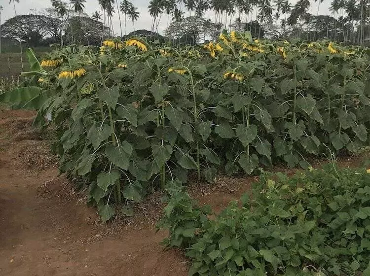 Aamiaismajoitus (B&B) Zanzibar Dream Lodge