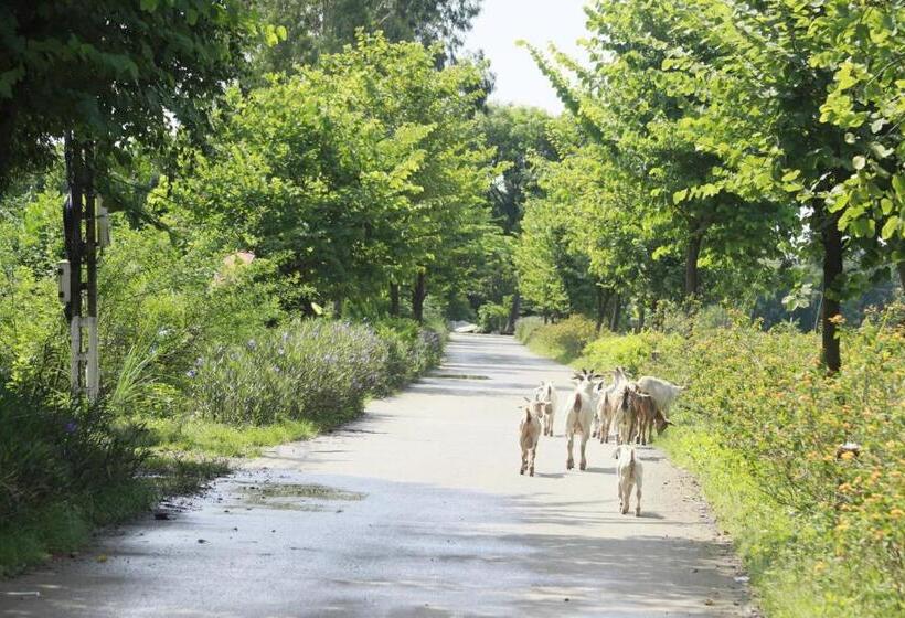 هتل Tam Coc Viet Ha Homestay