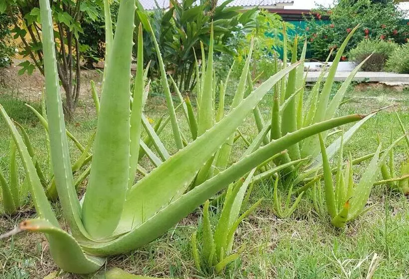 ペンション Baandin Resort