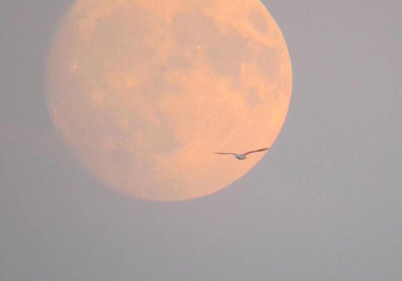 Pensione Ambassador Guest House Bed And Breakfast