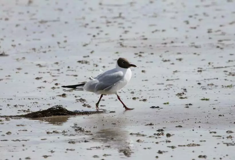 Aamiaismajoitus (B&B) Relais Du Cap Romain