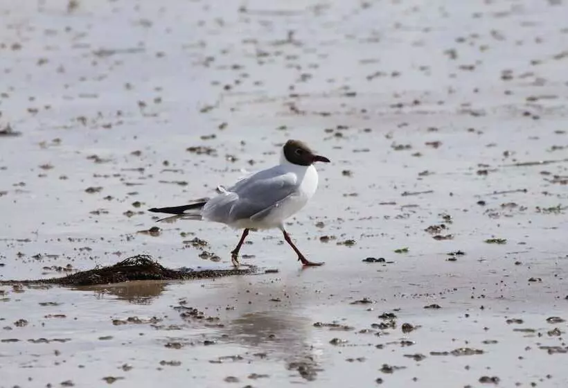 Aamiaismajoitus (B&B) Relais Du Cap Romain