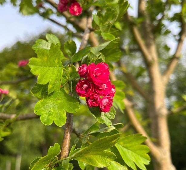 乡村酒店  Sindles Farm