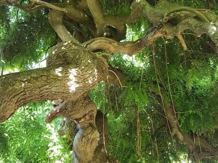 Majatalo Le Sophora