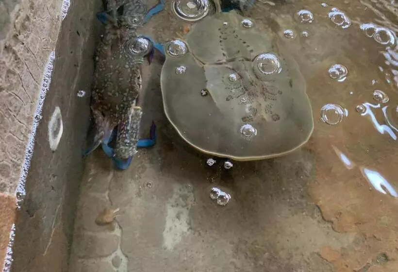 Hotelli Horizon Beach Resort Koh Jum