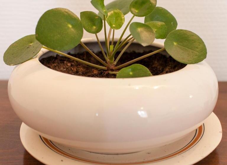 פנסיון 46fm : Montauban Guest House