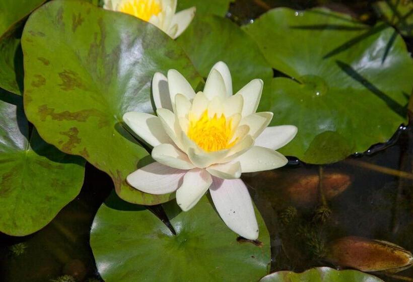 بنسيون The Old House Guest House