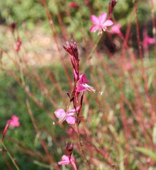 تختخواب و صبحانه Le Mas Vigneron