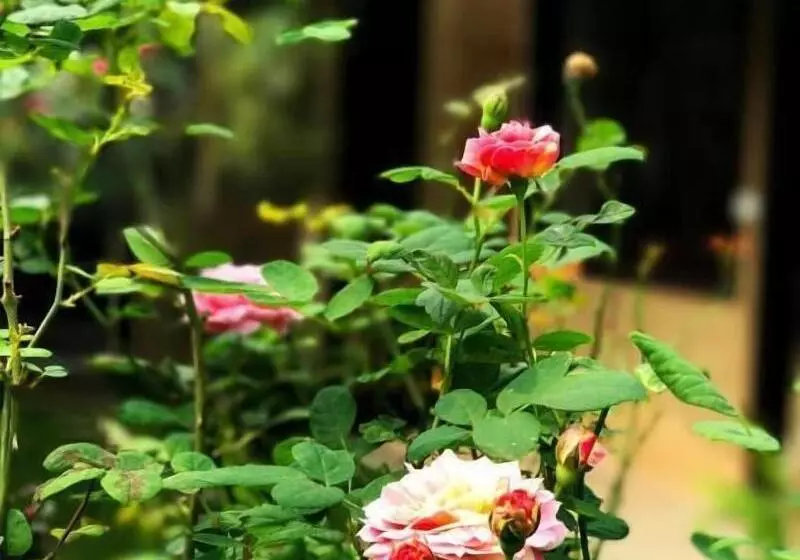 هتل May Homestay Ninh Binh