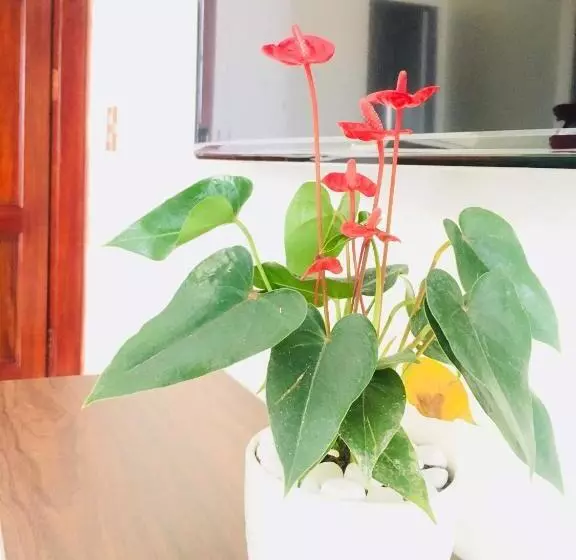 هتل May House