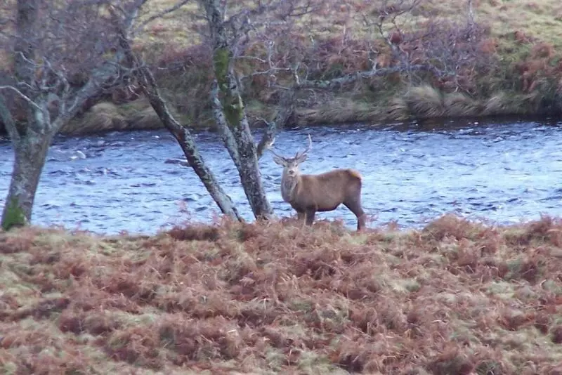 Hotelli Lairg Highland