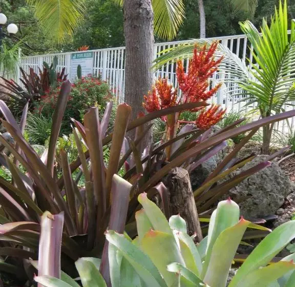 پانسیون Coconut Bay Resort   Key Largo