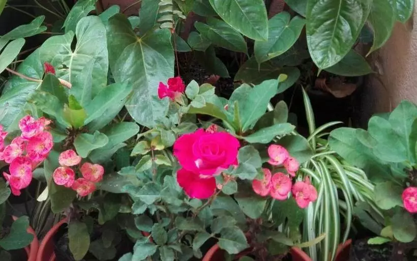 تختخواب و صبحانه Casa De Leon