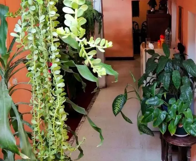 تختخواب و صبحانه Casa De Leon