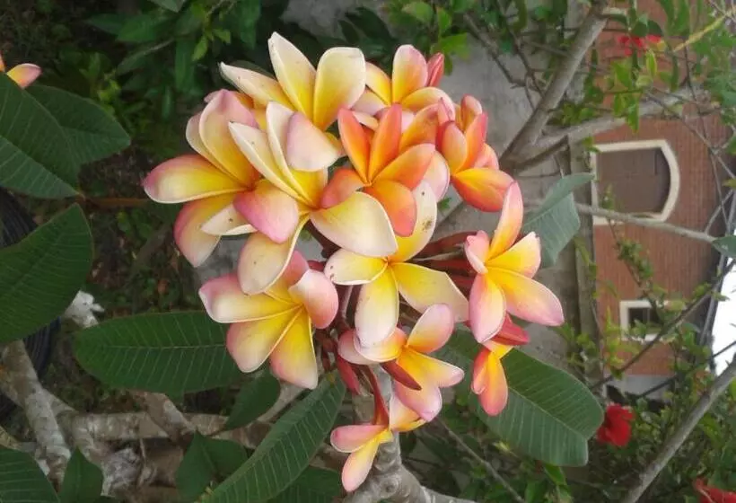 ホテル Pousada Canto Da Ilha