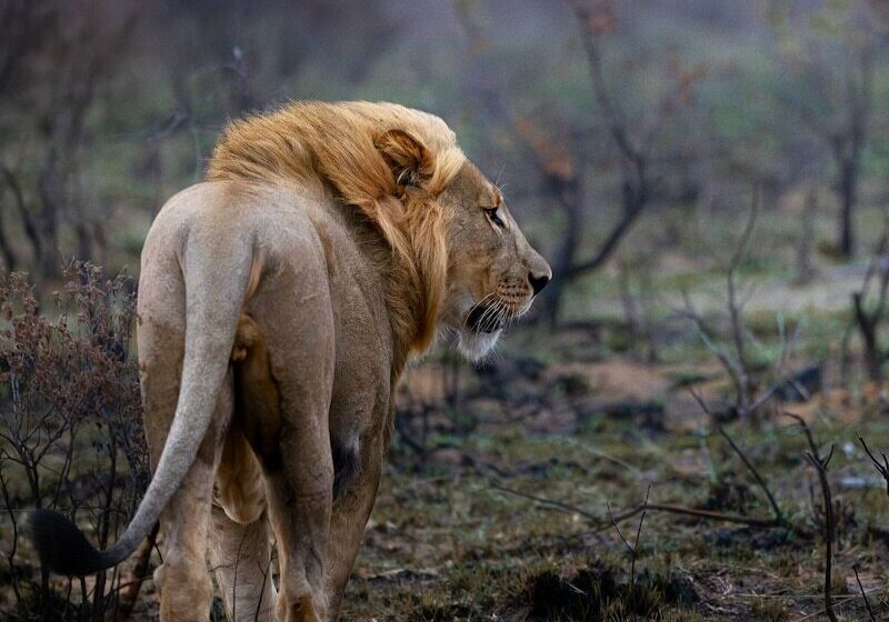 酒店 Sediba Luxury Safari Lodge